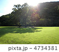 芝生と樹と日差し