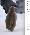 キングペンギン