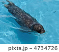 ゼニガタアザラシ
