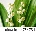 すずらんの花