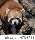 レッサーパンダ