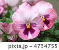 花壇のパンジー