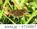 コジャノメの表翅