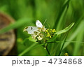 ツマキチョウ♀