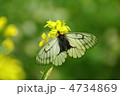 ウスバシロチョウ