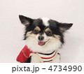 チワワ