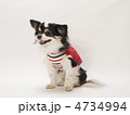 お座りするチワワ