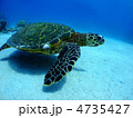 タイマイ　カメ　海がめ