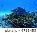 デバスズメダイ　スズメダイ　珊瑚　沖縄　慶良間諸島