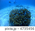 デバスズメダイ　スズメダイ　珊瑚　沖縄　慶良間諸島