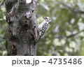 小さなキツツキ、コゲラ