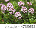 ライム