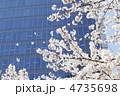 都会の桜