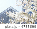 都会の桜