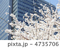 都会の桜
