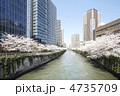 都会の桜
