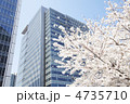 都会の桜