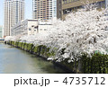 都会の桜