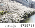 都会の桜