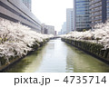 都会の桜