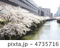 都会の桜
