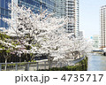 都会の桜