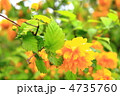 野花