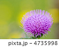 アザミの花