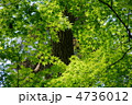 5月　イロハモミジ・カエデ科192新緑