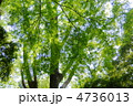 5月　イロハモミジ・カエデ科191新緑