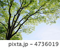 5月　ケヤキ・ニレ科146新緑
