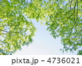5月　ケヤキ・ニレ科144新緑