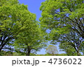 5月　ケヤキ・ニレ科143新緑