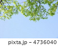 5月　ケヤキ・ニレ科152新緑