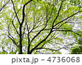 5月　ケヤキ・ニレ科159新緑