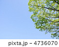 5月　ケヤキ・ニレ科157新緑