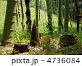 5月　タケノコ・イネ科10若芽