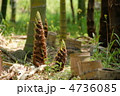 5月　タケノコ・イネ科09若芽