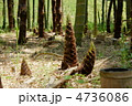 5月　タケノコ・イネ科08若芽