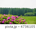 5月　ツツジ・ツツジ科59