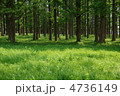 5月　メタセコイア・スギ科248