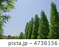 5月　メタセコイア・スギ科241