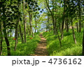 5月　雑木林07新緑