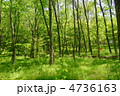5月　雑木林06新緑