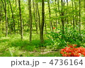 5月　雑木林05新緑