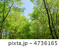 5月　雑木林04新緑