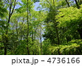 5月　雑木林03新緑