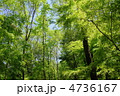 5月　雑木林02新緑