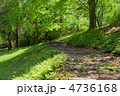5月　雑木林01新緑