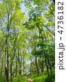 5月　雑木林13新緑
